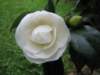 White Camelia